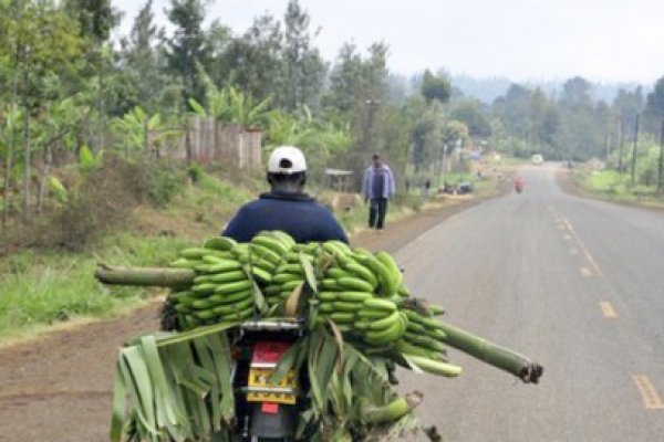Cartofii, grâul şi porumbul riscă să fie înlocuiţi cu banane